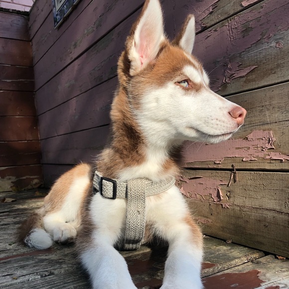 Meet your Posher, Nilani - Picture 1 of 1